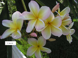 Makuakāne'eha