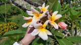 Mark #5 - Buyplumerias.com Exclusive
