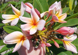 Mark #5 - Buyplumerias.com Exclusive