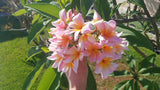 Mark #5 - Buyplumerias.com Exclusive