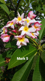 Mark #5 - Buyplumerias.com Exclusive