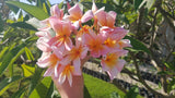 Mark #5 - Buyplumerias.com Exclusive
