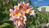 Mark #5 - Buyplumerias.com Exclusive