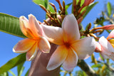 Mark #5 - Buyplumerias.com Exclusive