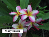 Mary Susan