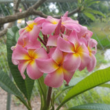 Maui Beauty