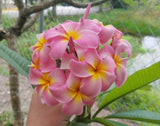 Maui Beauty
