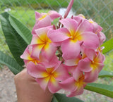 Maui Beauty