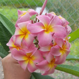 Maui Beauty