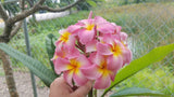 Maui Beauty