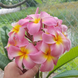 Maui Beauty