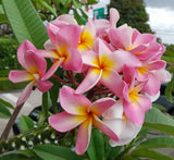 Maui Beauty