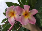 Maui Beauty