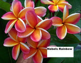 Nebel's Rainbow