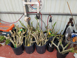 Mystery Cuttings- Pack of (3) different cuttings