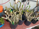 Mystery Cuttings- Pack of (3) different cuttings