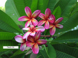 Pauahi Ali'i