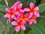 Pauahi Ali'i