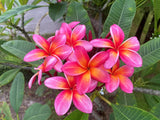 Pauahi Ali'i