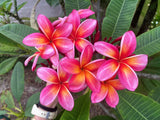 Pauahi Ali'i