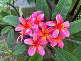 Pauahi Ali'i