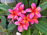 Pauahi Ali'i