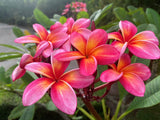 Pauahi Ali'i