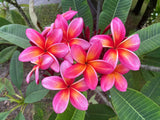 Pauahi Ali'i