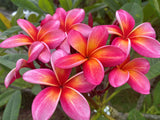 Pauahi Ali'i
