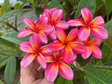 Pauahi Ali'i