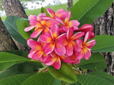 Pauahi Ali'i