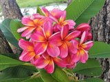 Pauahi Ali'i