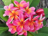 Pauahi Ali'i