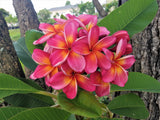 Pauahi Ali'i