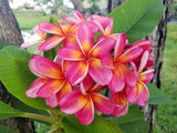 Pauahi Ali'i