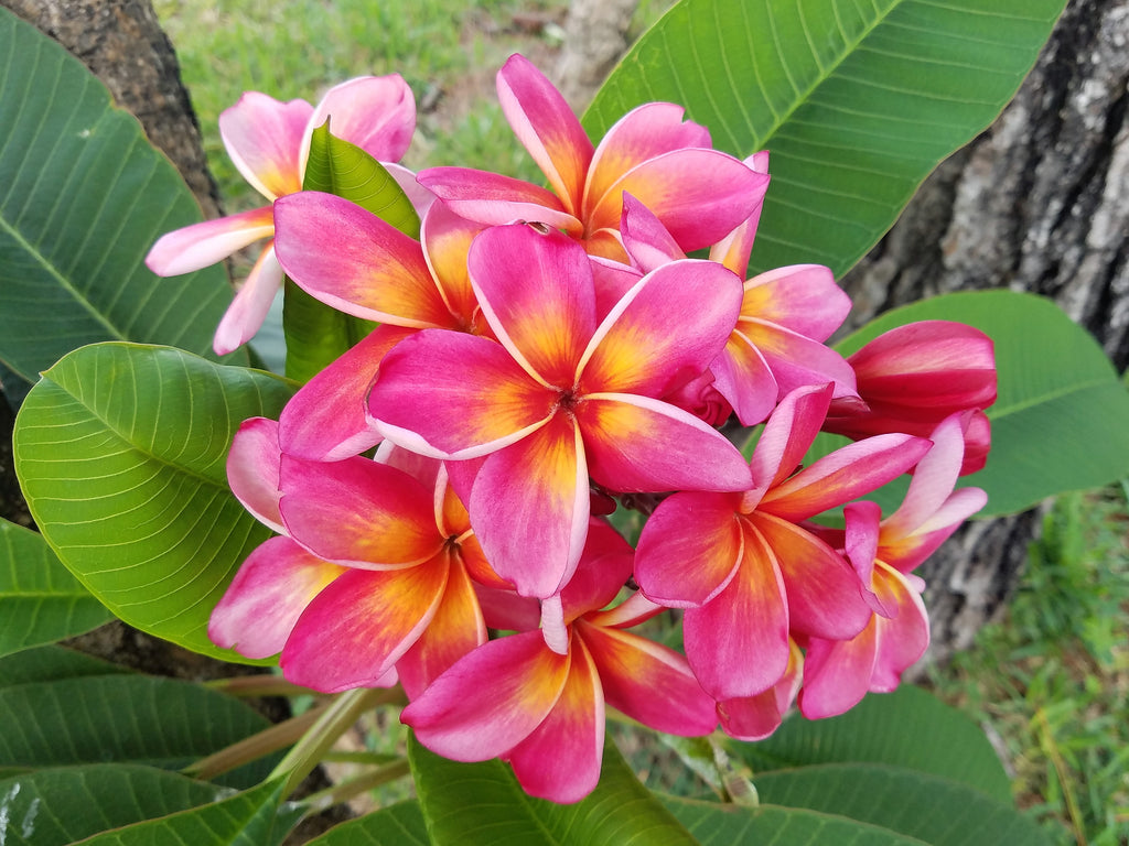Pauahi Ali'i