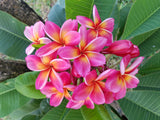 Pauahi Ali'i