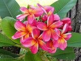 Pauahi Ali'i
