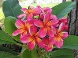 Pauahi Ali'i