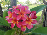 Pauahi Ali'i