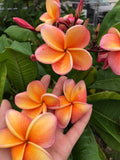 Paul Weissich