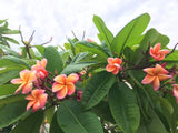Kimo- Orange plumeria