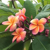 Kimo- Orange plumeria