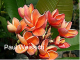 Paul Weissich