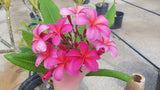 Plastic Pink - A Fluorescent Pink Plumeria!