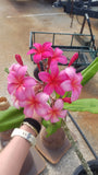 Plastic Pink - A Fluorescent Pink Plumeria!