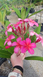 Plastic Pink - A Fluorescent Pink Plumeria!