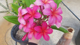 Plastic Pink - A Fluorescent Pink Plumeria!