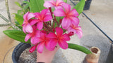 Plastic Pink - A Fluorescent Pink Plumeria!