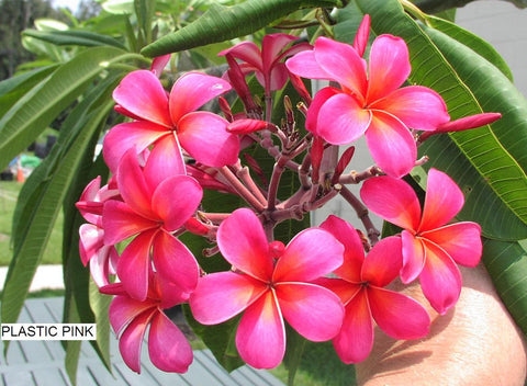 Plastic Pink - A Fluorescent Pink Plumeria!